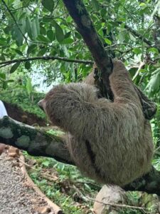 sloth in costa rica forests